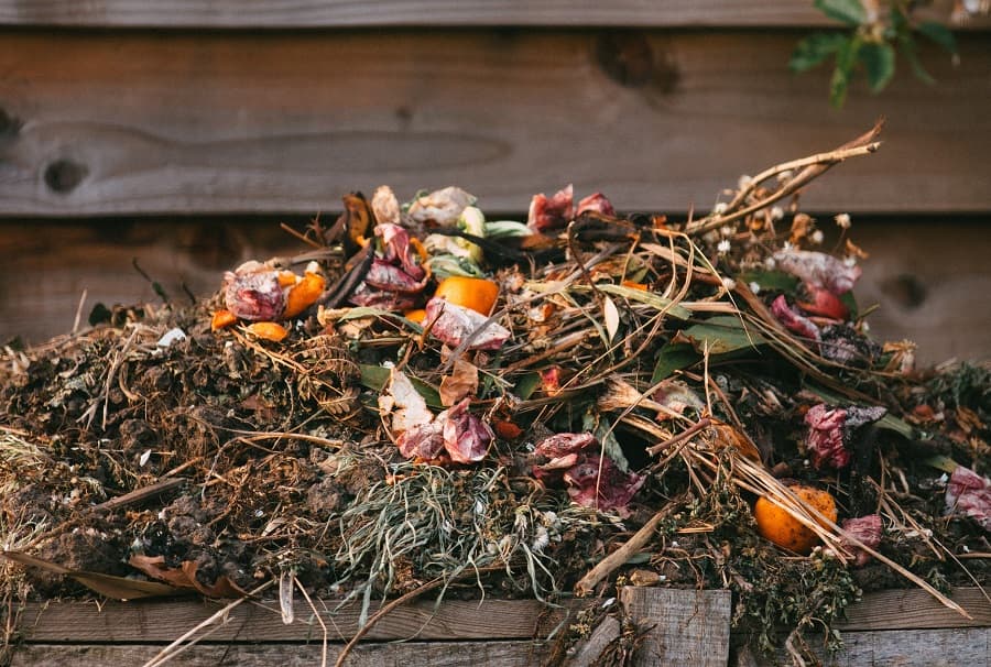 Agrumes compost équilibré