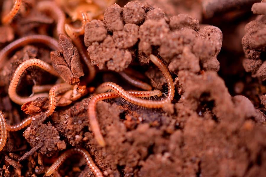 Compost en bonne santé