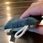 des éponges lavables pour la cuisine